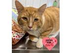 Adopt Morris a Domestic Shorthair / Mixed (short coat) cat in Hartford City