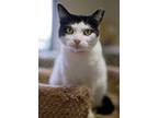 Adopt Chantilly a Domestic Shorthair / Mixed (short coat) cat in Fremont