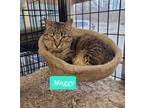 Adopt Maggy a Domestic Shorthair / Mixed (short coat) cat in Richmond