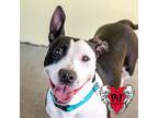 Adopt Cali a American Pit Bull Terrier / Mixed dog in St.