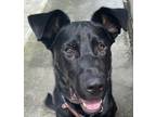 Adopt Aoshi - COURTESY POST a Black - with Brown, Red, Golden