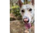 Adopt FINN a White Labrador Retriever / German Shepherd Dog dog in Langley