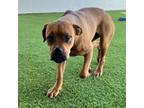 Adopt Hannah a Boxer