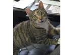 Adopt #5286 Chelsey (Sponsored) a Tabby