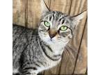 Adopt Tahlia a Domestic Short Hair