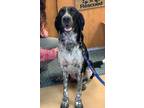 Adopt Terin a Pointer, Mixed Breed