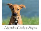Adopt Twinning! Charlie and Sophie a Boxer, German Shepherd Dog