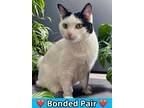 Adopt Isis a Domestic Short Hair