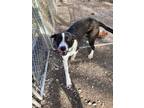 Adopt Trinity a Border Collie, Mixed Breed