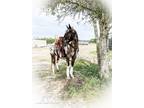  [url removed] PINTALOOSA GELDING LESSON HORSE