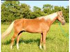  [url removed] PALOMINO TWH GELDING