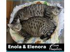 Adopt Bonded Pair Enola & Elenora a Domestic Short Hair, Tabby
