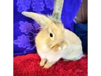 Adopt Ginger a Lop Eared, Lionhead