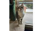 Adopt Pepper a Domestic Short Hair