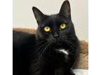 Adopt Mohawk a Domestic Short Hair