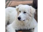 Adopt Missy a Great Pyrenees