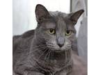 Adopt Kitty Purry a Domestic Short Hair