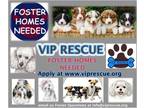 Adopt Foster Homes NEEDED !!! a Poodle, Terrier