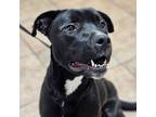 Adopt Prada a Pit Bull Terrier