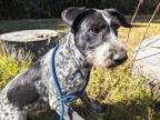 Adopt WHISKERS a Wirehaired Terrier