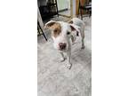 Adopt Tulip a American Staffordshire Terrier