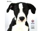 Adopt Annie a Great Dane, Mixed Breed