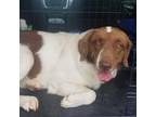 Adopt Gorda a Brittany Spaniel, Collie