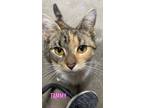 Adopt Tammy a Domestic Short Hair