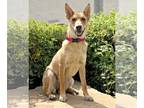 Carolina Dog Mix DOG FOR ADOPTION RGADN-1094032 - Meadow - Carolina Dog /