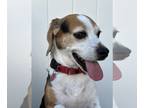 Beagle DOG FOR ADOPTION RGADN-1126717 - Andy III - Beagle Dog For Adoption