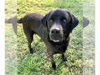 Labrenees DOG FOR ADOPTION RGADN-1126719 - LOUIE - Labrador Retriever / Great