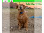 Mastiff Mix DOG FOR ADOPTION RGADN-1126732 - Priscilla - Mastiff / Hound / Mixed