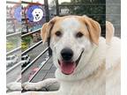 Great Pyrenees Mix DOG FOR ADOPTION RGADN-1126735 - Radish - Yellow Labrador