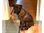 Labrador Retriever Mix DOG FOR ADOPTION RGADN-1126779 - Shadow K Low Fee!