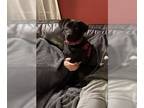 Labrador Retriever-Spaniel Mix DOG FOR ADOPTION RGADN-1126786 - Cody