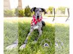 Great Dane DOG FOR ADOPTION RGADN-1126818 - Poppy - Great Dane (short coat) Dog