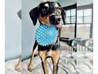 Doberman Pinscher Mix DOG FOR ADOPTION RGADN-1126835 - Rocky Adoption Pending!
