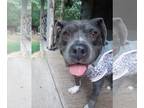 American Pit Bull Terrier Mix DOG FOR ADOPTION RGADN-1126840 - Pattie - American