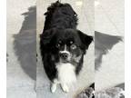 Pomeranian Mix DOG FOR ADOPTION RGADN-1126996 - Chase - Pomeranian / Mixed Dog