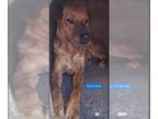 Chinese Shar-Pei Mix DOG FOR ADOPTION RGADN-1126998 - Tootsie - Shar Pei / Mixed