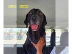 Labrador Retriever Mix DOG FOR ADOPTION RGADN-1126999 - Plutarco - Labrador
