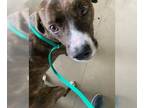 American Pit Bull Terrier DOG FOR ADOPTION RGADN-1127030 - Britt Buck Rodgers