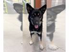German Shepherd Dog-Siberian Husky Mix DOG FOR ADOPTION RGADN-1127060 - SIERRA -