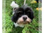 Shih Tzu DOG FOR ADOPTION RGADN-1127085 - Oreo - Shih Tzu Dog For Adoption