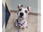 American Pit Bull Terrier DOG FOR ADOPTION RGADN-1127092 - Molly - Pit Bull