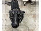 Mix DOG FOR ADOPTION RGADN-1127094 - Bella - Husky Dog For Adoption