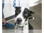 Huskies -Red Heeler Mix DOG FOR ADOPTION RGADN-1127110 - Rue (Renzo) - Red