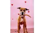 Adopt Shanny a Boxer, Mixed Breed