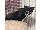 Adopt Sunshine a Domestic Short Hair