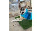Adopt Phoebe: The Brave Beauty with Perky Ears a Australian Cattle Dog / Blue